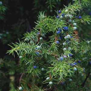 Oneseed Juniper Tree Seeds | Cherrystone Juniper | (Juniperus monosperma)