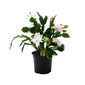 Thanksgiving Cactus, Live House Plant, Flowering Indoor Plant, Seasonal Pink White Flowers, Christmas Cactus, 4” Pot, Free Heat Pack