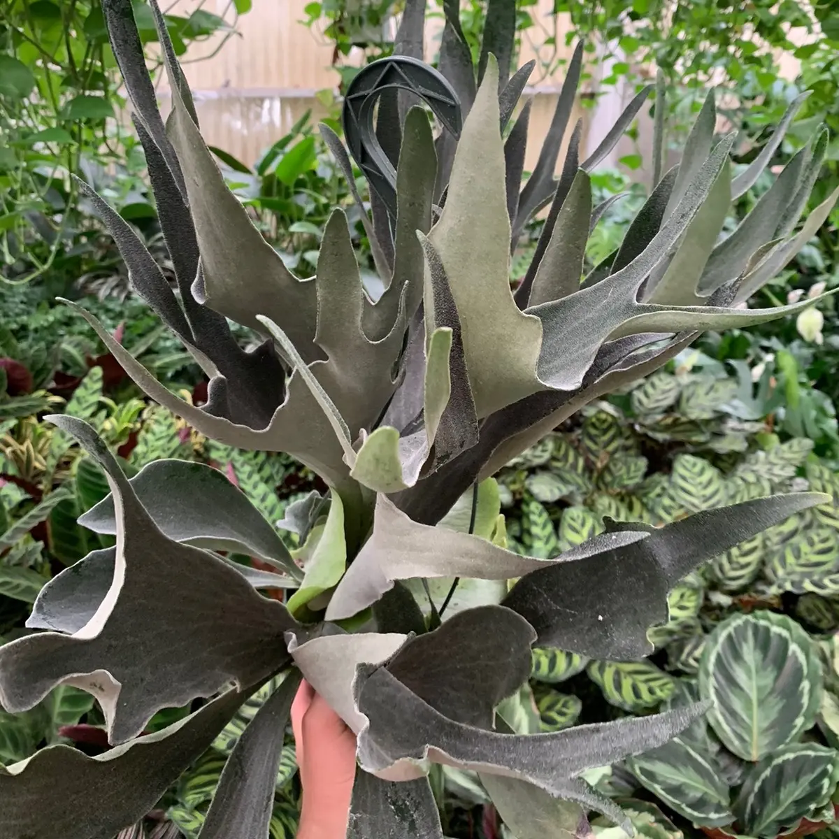 Stag Horn 6inch hanging live indoor tropical plant Decor Decorative low maintenance indoor plant