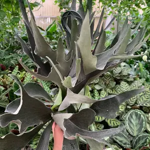 Stag Horn 6inch hanging live indoor tropical plant Decor Decorative low maintenance indoor plant