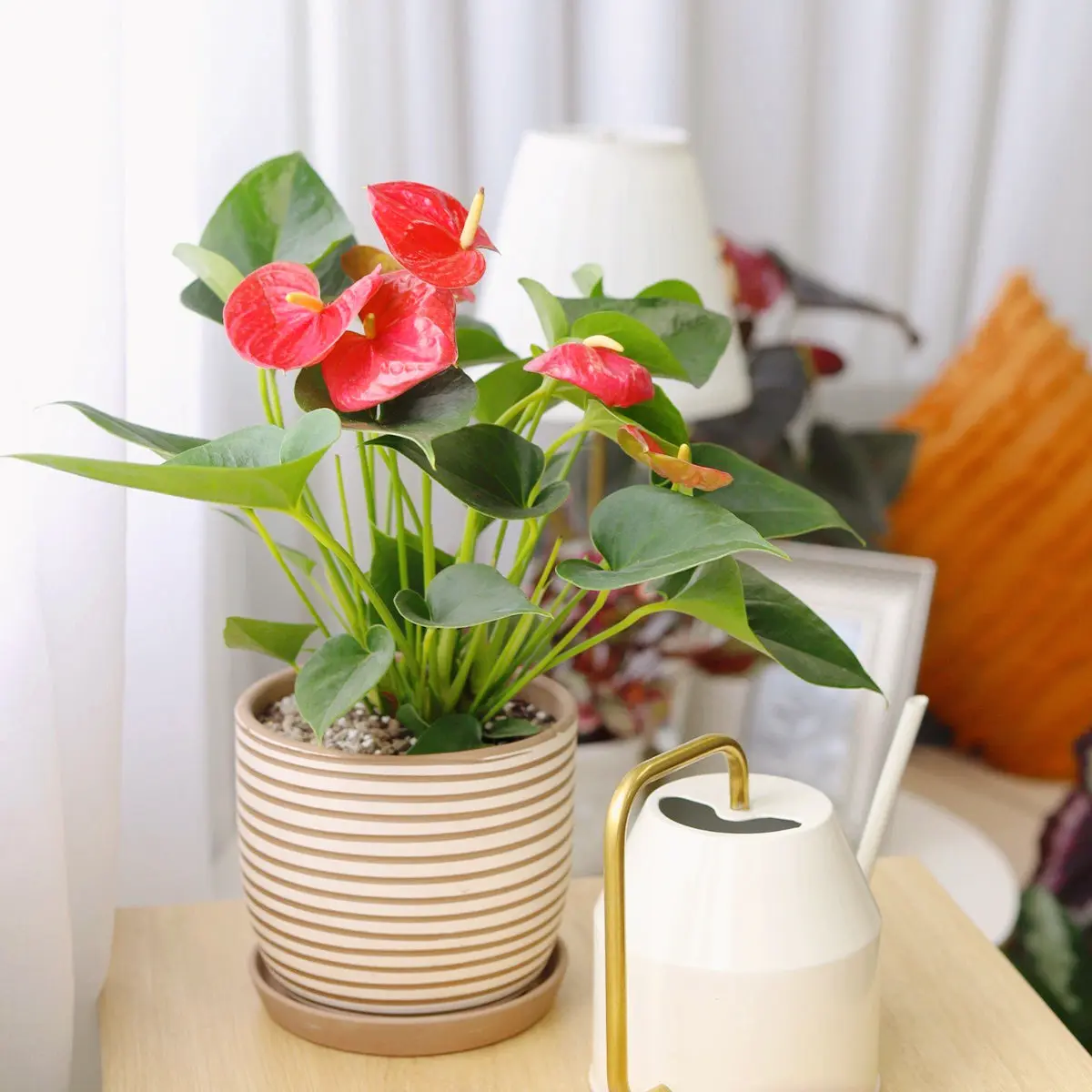 Anthurium 'Red' Anthurium 'Red'