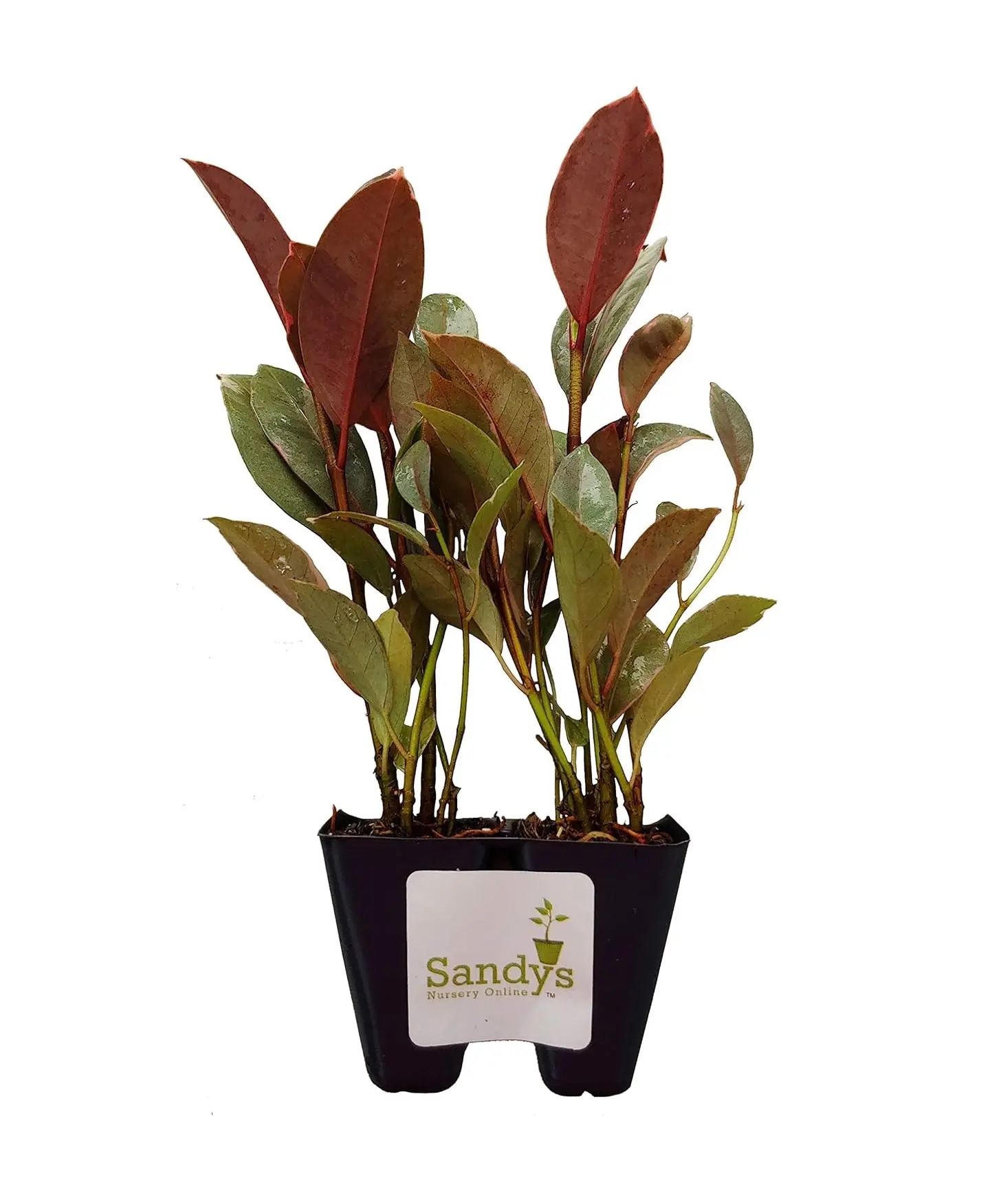 Ficus elastica "Ruby" Variegated Rubber Tree, Starter Plant. lot of 2
