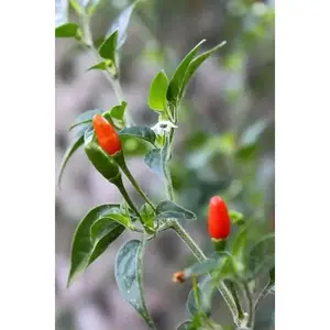 Pepper Seed Pequin Very Hot - Elegant Plant for Home Gardening