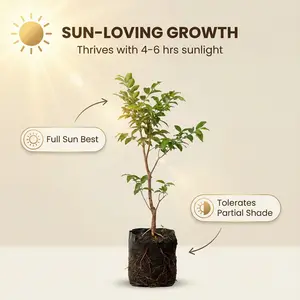 Heirloom Non-GMO Grafted Jaboticaba Live Seedling — Perennial Jaboticaba Fruit Tree Sapling, Suitable for Outdoor Garden and Yard Planting