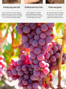 Flame Seedless Grape Plant Live – Red Seedless Table Grape Vine for Home Gardening, Easy Care Climbing Plant for Trellis, Patio Containers & Small Spaces