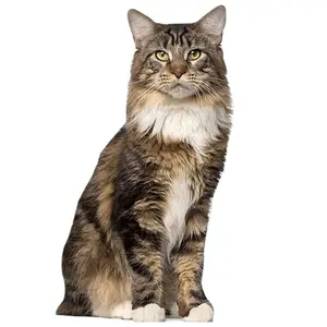 aahs!! Engraving Cardboard Cutouts (Brown Maine Coon Cat)
