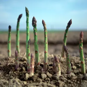 Mary Washington Asparagus (Asparagus officinalis 'Mary Washington') Organic Seeds – Popular Heirloom Perennial, Long-Lasting Spears for Productive Gardens