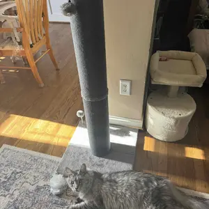 MADE 4 PETS Plain Sisal Scratching Post for Indoor Cats, 19.25" L x 19.25" W x 41.73" H, Sturdy Base, Replaceable Spring Toy, Compact Design, Solid Build for Nail Health, Sisal Scratching Posts, Vertical Scratcher