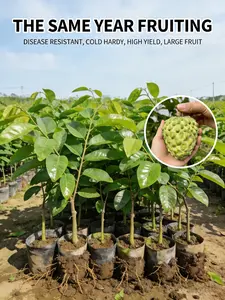 Live Sugar Apple Plant – Tropical Fruit Tree for Backyard & Patio Garden