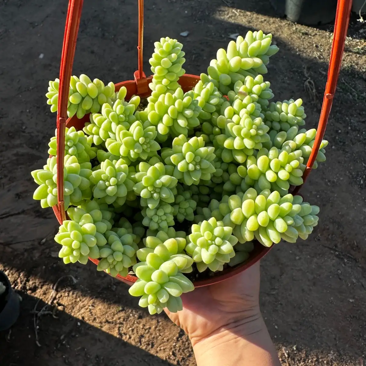 Donkey tail 6 in pot burro tail sedum succulent plant succulent