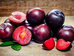 American Red Plum Tree Seeds for Planting, 5 Fruit Seeds Per Packet, Non GMO & Heirloom Seeds, Botanical Name: Prunus Americana, Great Home Garden Gift