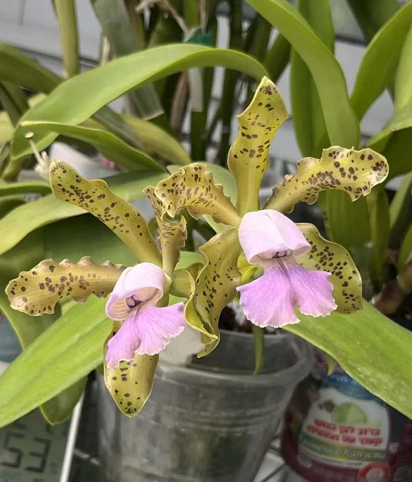 Cattleya Mareeba Tiger f. coerulea (tigrina coerulea x schilleriana coerulea) | BS 4" pot not in bloom