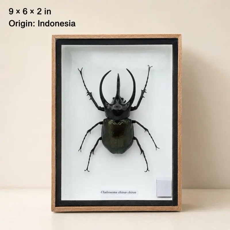 Real 3-Horned Java Rhinoceros Beetle Framed Display - Chalcosoma chiron chiron, 9×6 in Home Decor Photo Frame
