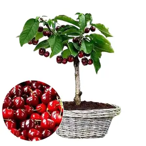 30 Black Cherry Fruit Tree Seeds for Planting, Non GMO & Heirloom Seeds