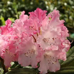 Dandy Man Color Wheel Rhododendron