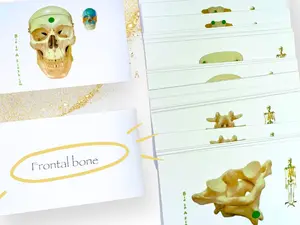 Axial Skeleton Anatomy Flashcards