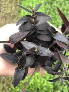 Tradescantia Jose Puig ~ Purple and neon Green Wandering Jew ~ Live houseplant for Home, Office and Garden