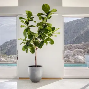 Ficus Lyrata Bambino - Little Fiddle leaf Fig - Banjo fig- 3ft tall LIVE PLANT Decor Decorative Tree Room
