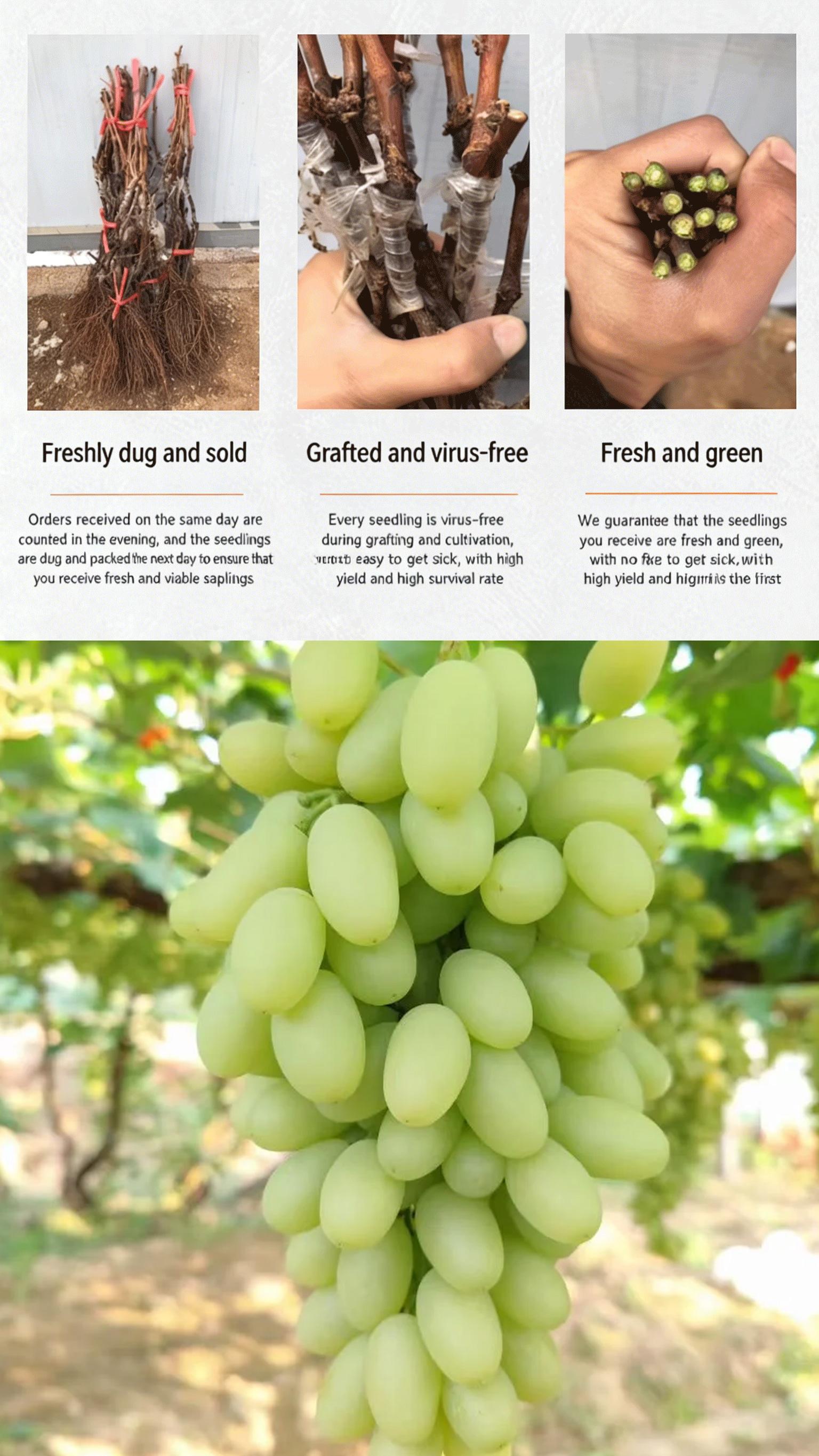 Niagara Grape Vine Starter Plant – Sweet White Table Grapes for Home Garden, Easy Grow Outdoor Fruit Vine for Patio, Arbor & Backyard Landscaping Niagara Grape Vine Starter Plant – Sweet White Table Grapes for Home Garden, Easy Grow Outdoor Fruit Vine for Patio, Arbor & Backyard Landscaping