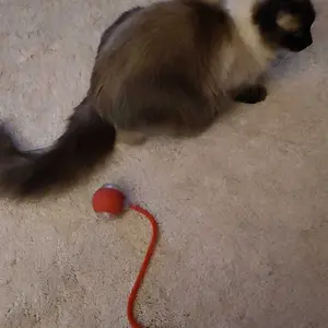 USB Rechargeable Interactive Cat Toy Ball, 1 Count Automatic Pet Exercise Toy, Motion Activate Electric Cat Toy, Pet Supplies for Indoor Outdoor Use, Valentine's Day Gift