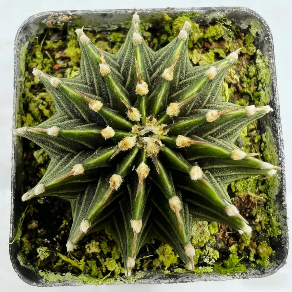 Baby Starburst Cactus