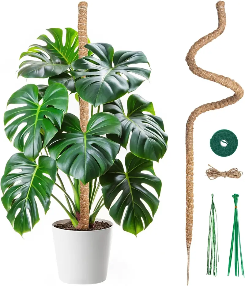 philodendron hederaceum pflege Philodendron hederaceum var. oxycardium  Foliage Factory