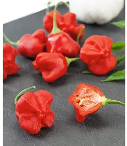 Jamaican Hot Pepper - 25+ seeds