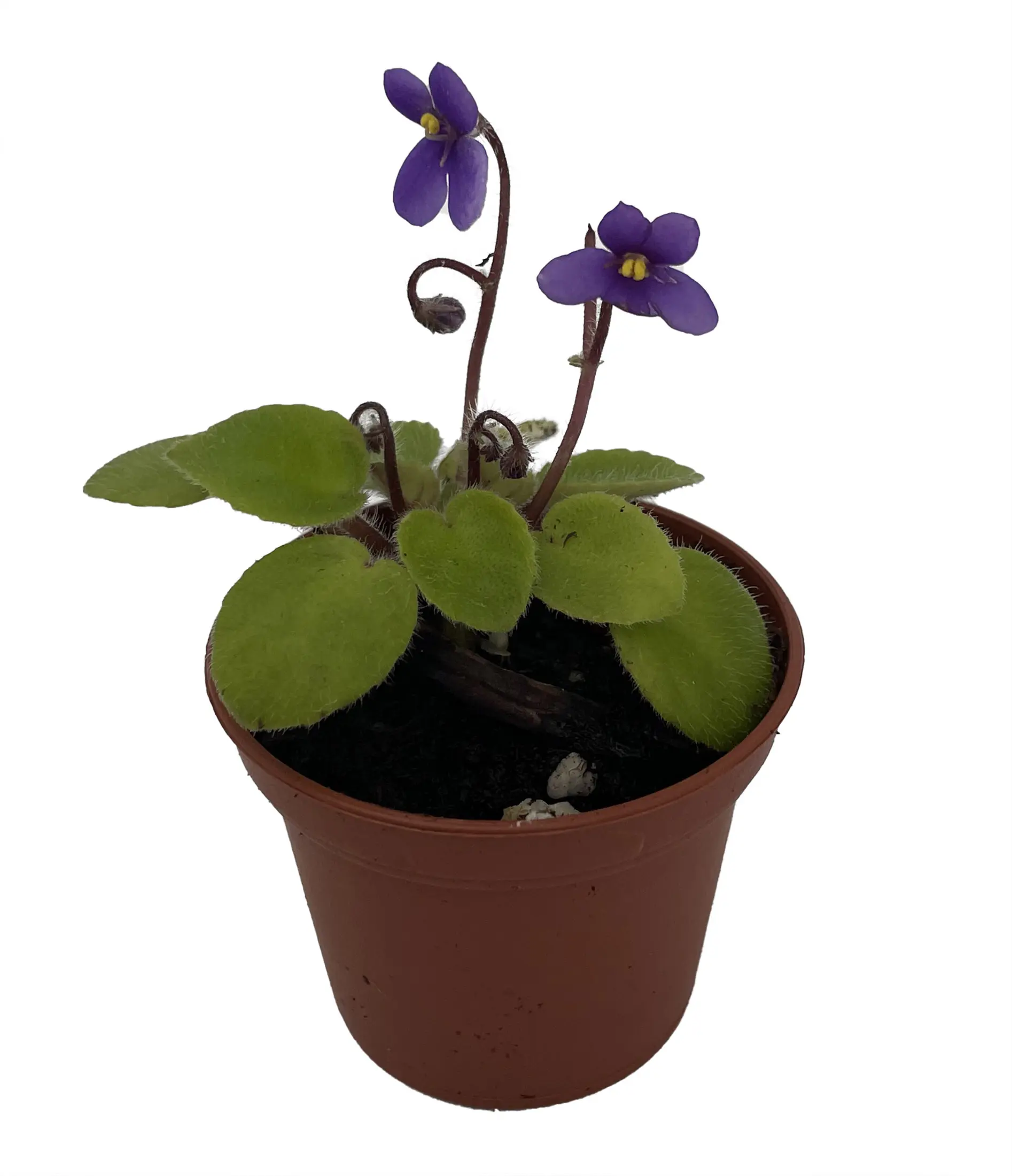 Pixie Blue Micro Miniature African Violet - 2.5" Pot - Violet Collector's Series