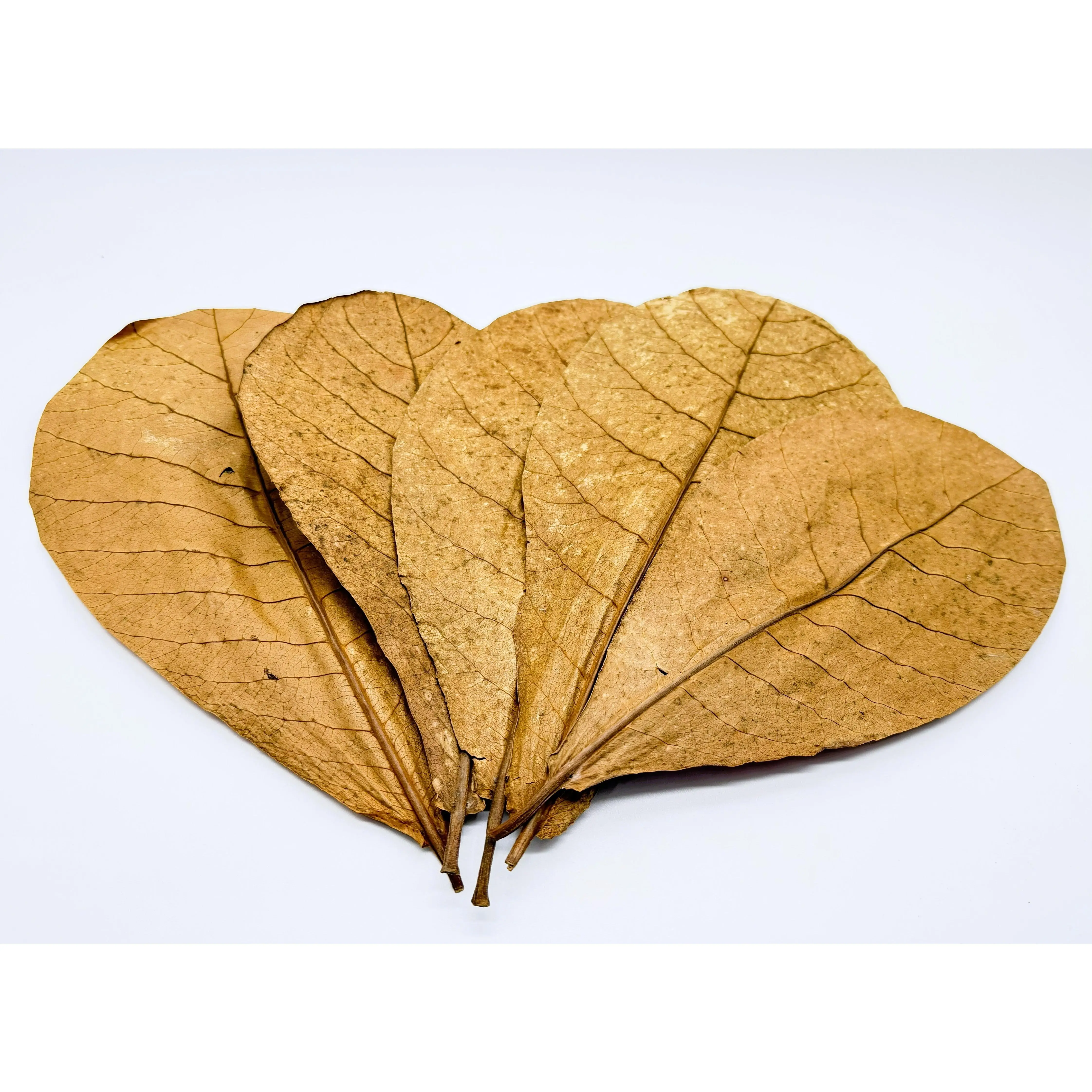 Large Indian Almond Leaves - 12 Pack