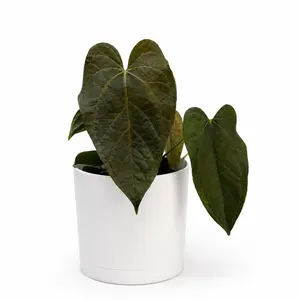 Anthurium Queen of Hearts 6" Rare Plant - Houseplant with Unique Leaves