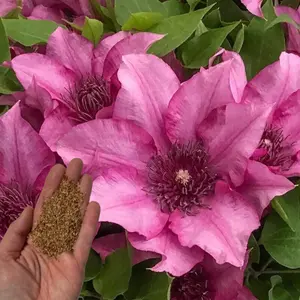 Green River 25 Elodie Clematis Seeds, Perennial Climbing Flower Seeds, Non-GMO, Elegant Vertical Garden Vine, Cottage Garden Use, Cold Stratification Needed, Premium Clematis Blooms