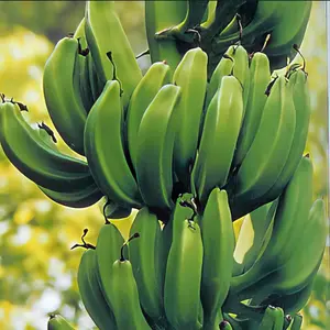 Dwarf Orinoco Banana Tree Live Plant - Musa acuminata
