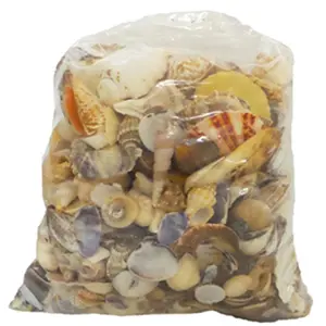 212 MAIN U.S. Natural Shell 08009 Medium World Mix Seashells - 5 lbs, Nautical Decoration, Art and Craft Supplies, Water Sports Rowing/Crew Accents