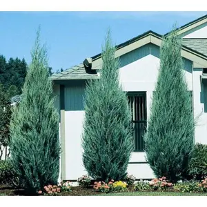 Sky Rocket Blue Juniper Tree