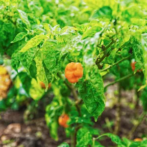 Scotch Bonnet Orange Pepper Organic Seeds (Capsicum chinense) Fruity, fiery hot peppers with Caribbean flair. Vibrant orange pods packed with heat and flavor.