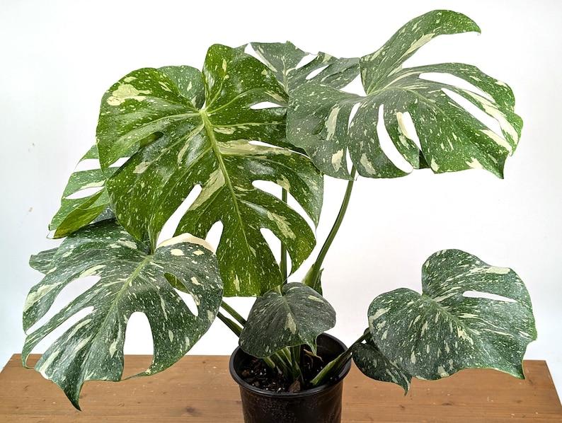 Monstera Thai Constellation - 4 inch, 6 inch, 8 inch Pots Live Tropical Aroid Plant - Perfect Houseplant Gift