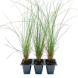 Pink Muhly Grass (Muhlenbergia capillaris) in 2.5" Nursery Cubes
