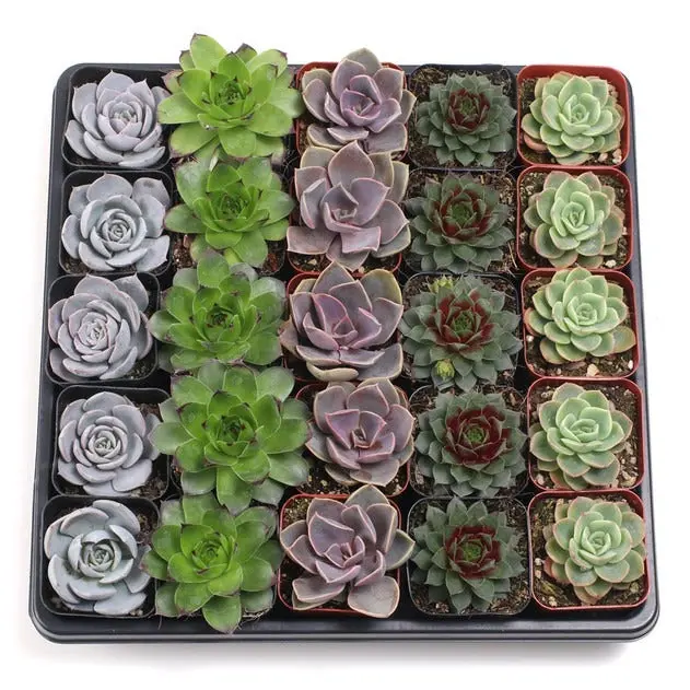 Rosette Succulent Bulk Pack Rosette Succulent Bulk Pack
