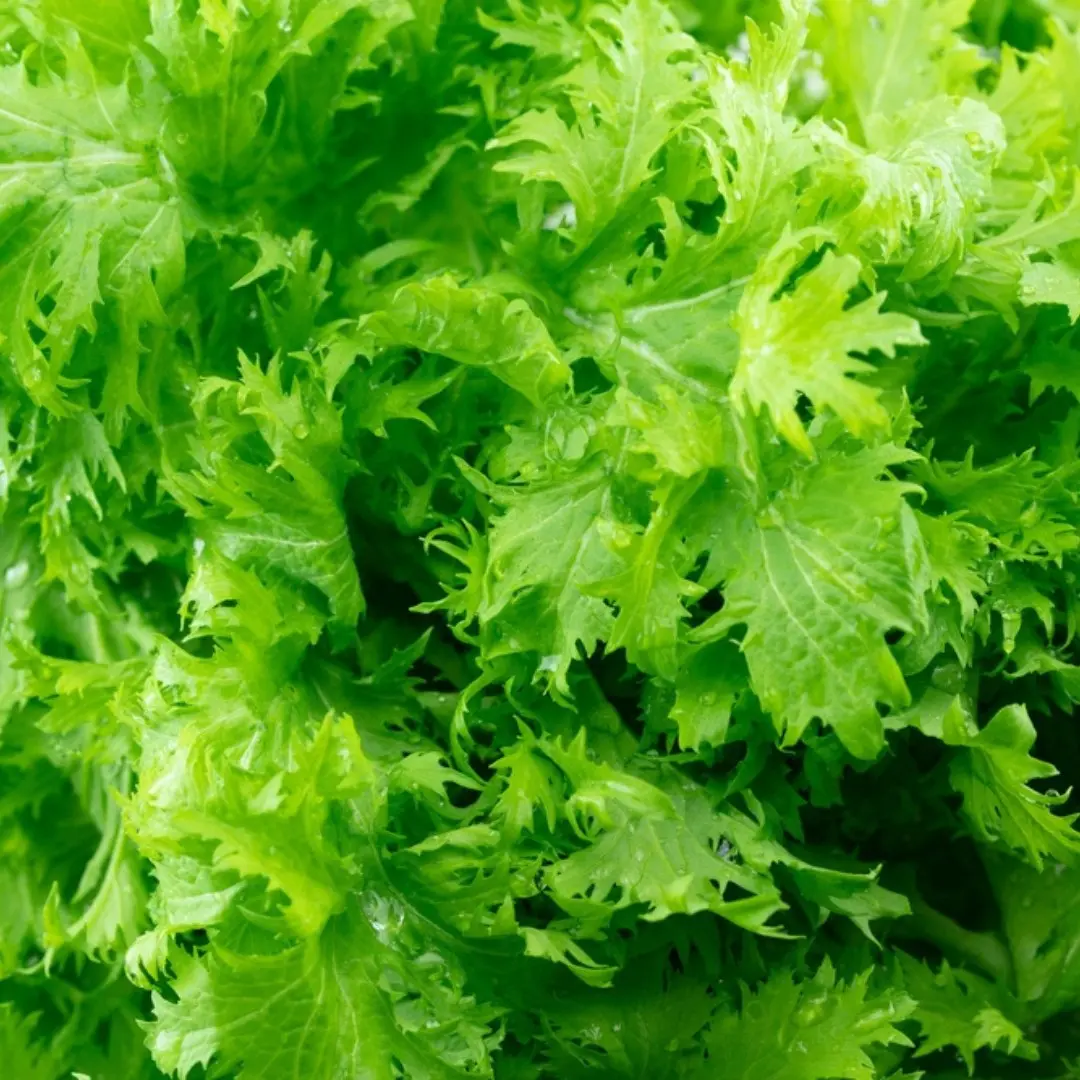 Organic Wasabi Mustard Seeds (Brassica juncea) – Non-GMO Heirloom Variety for Spicy Greens and Microgreens