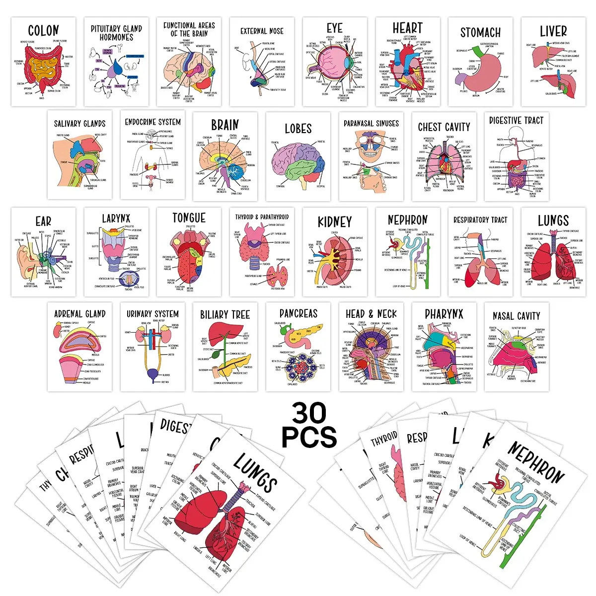 30 Organ Flashcards, Human Body System Cards, Medical & Nursing Guide, Anatomy Study Aids, Key Terms Diagrams, Learning Materials, Vocabulary Flashcards Set, Visual Stimulation Cards, Flashcards For Studying