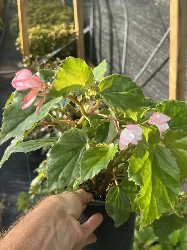 Angel Wing Begonia