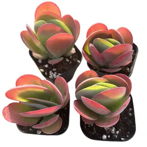 4-Pack 2" Live Succulent Plants | Low-Maintenance Indoor/Outdoor Greenery, Perfect for Home Decor & Thoughtful Gifts