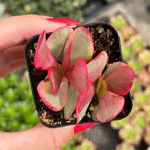 2” Crassula Platyphylla Variegata / Variegated Succulent Plant