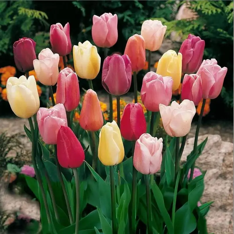 200Pcs Mixed Color Tulip Gardening Seeds - Vibrant Spring-Blooming Perennials, Easy to Grow for Dreamy Outdoor Displays