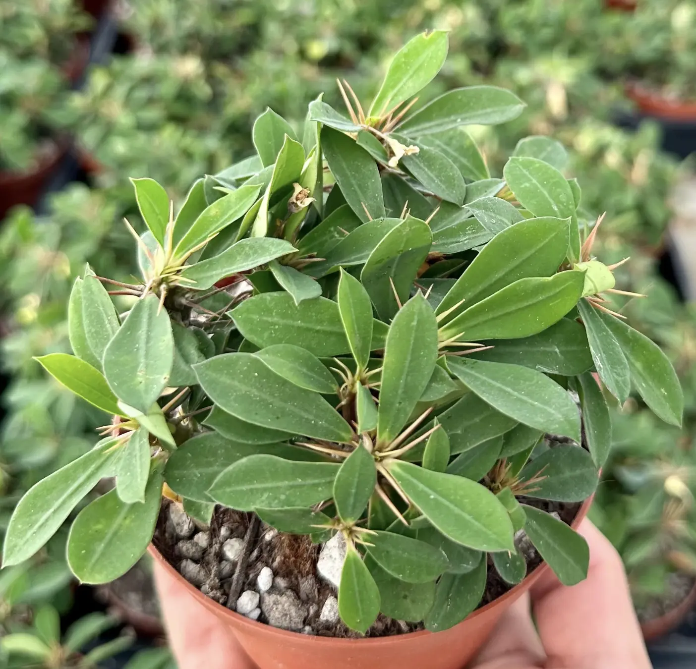 Crown of Thorns Cactus, Euphorbia Milii, Rare Cactus, Exotic Succulent, Live Plant in 4'' pot