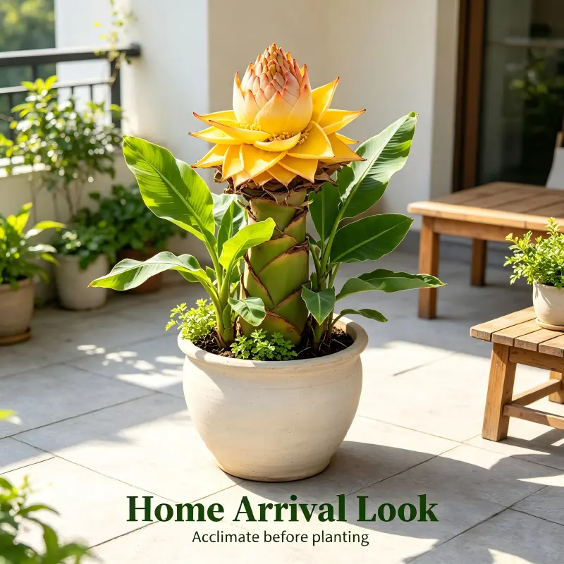 Musella Lasiocarpa Golden Lotus Banana, Layered Golden Lotus-Shaped Bracts, Long Blooming Tropical Perennial, Low Maintenance Ornamental Plant, Patio & Courtyard Decor