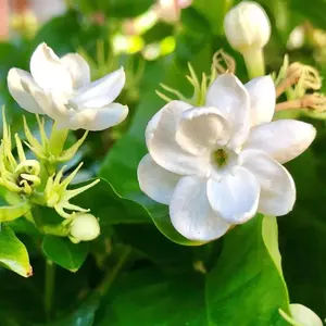 100 Pcs Jasmine Seeds – Fragrant, Elegant Blooms for Home Gardens & Outdoor Landscaping