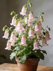 800 Campanula Bellflower Seeds – Hardy, Graceful Bell-Shaped Flowers for Easy Garden Growing and Long-Lasting Seasonal Color (Seeds Only, Not Live Plants)