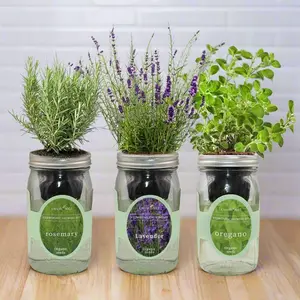 Mediterranean Aroma (Rosemary, Lavender, Oregano)