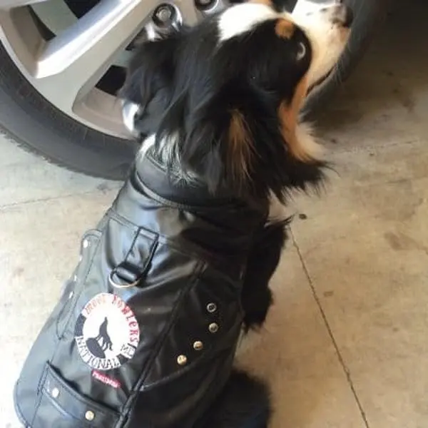 Vest Harness Moon Howlers - Extra Small Size